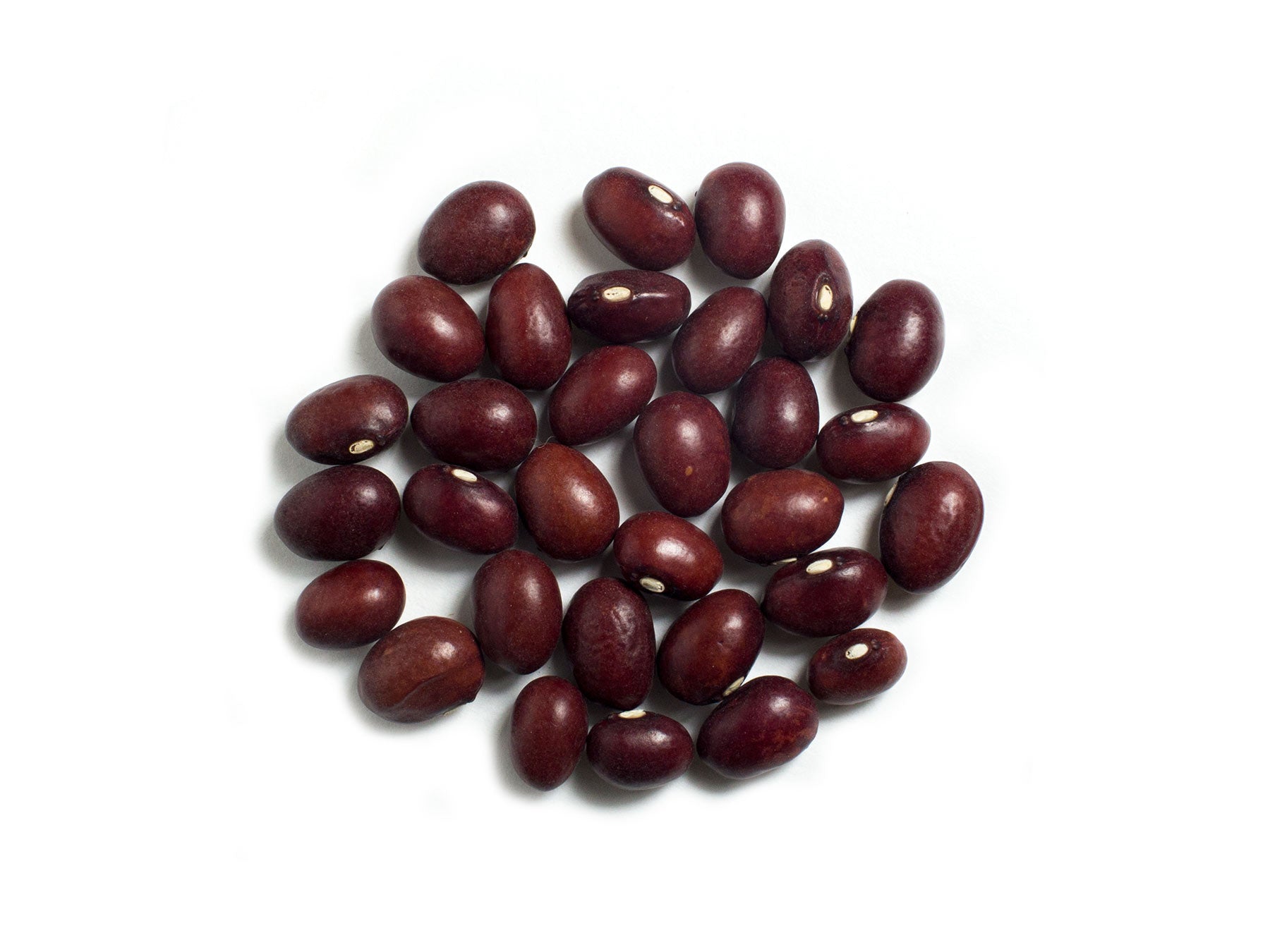 Dry Bean (Bush) - Low's Champion