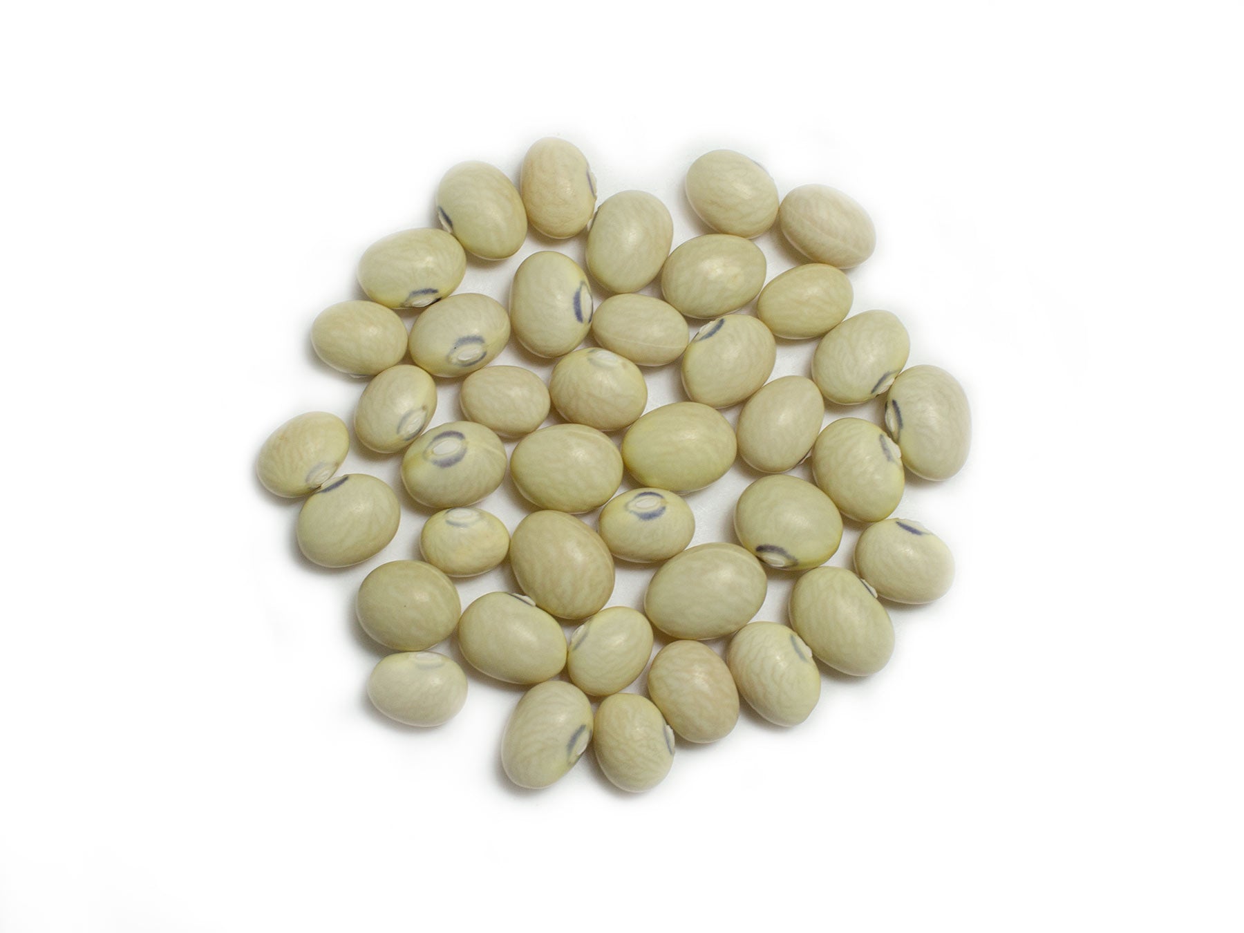 Dry Bean (Bush) - Mrs Kahl