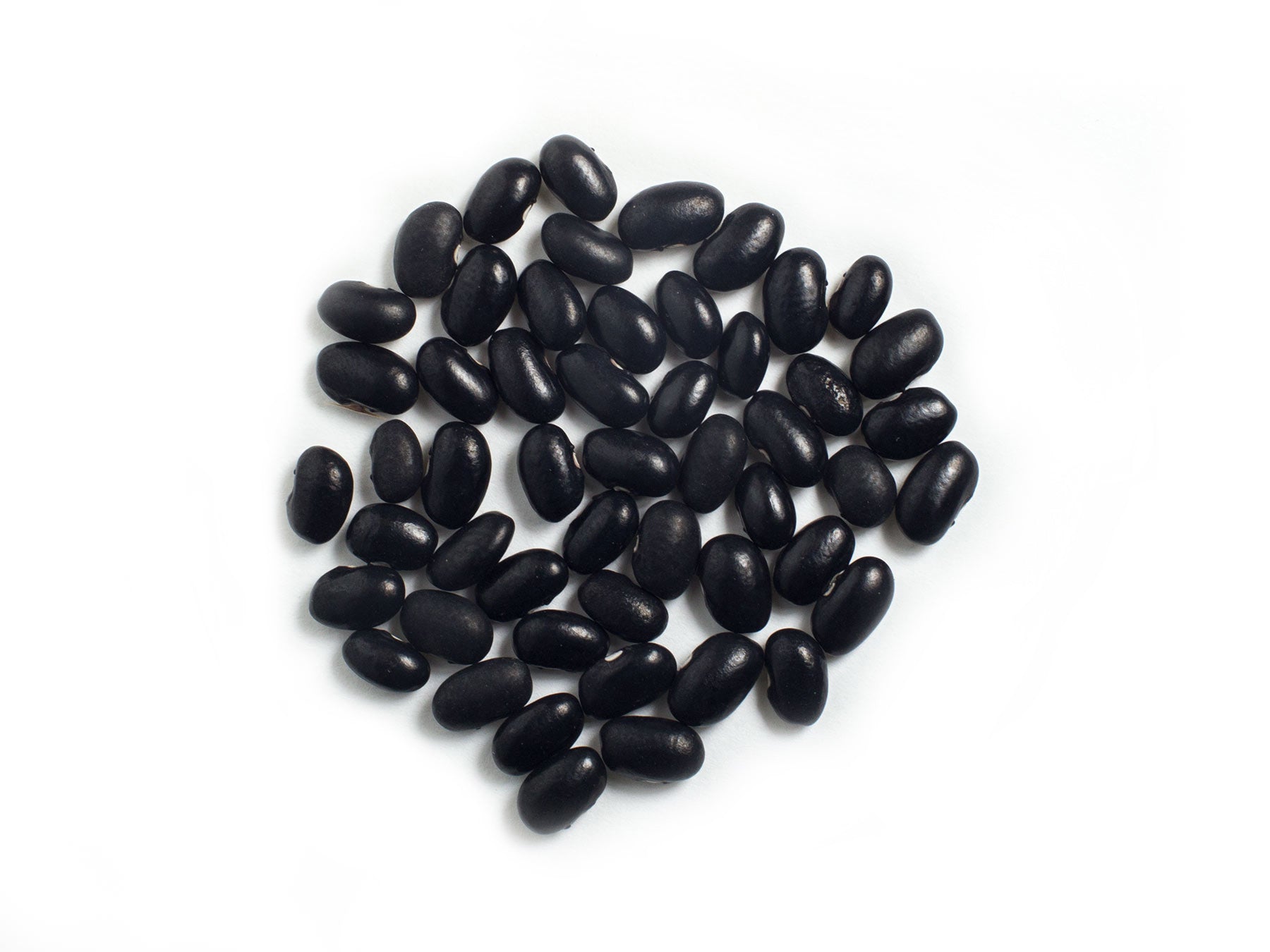 Dry Bean (Bush) - Oaxacan Black
