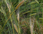 Load image into Gallery viewer, Wheat (Einkorn) - Blond
