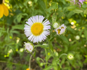 Erigeron - Fleabane Daisy