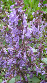 Load image into Gallery viewer, Nepeta - Catmint Blue Infinity

