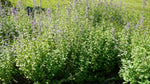 Load image into Gallery viewer, Nepeta - Catmint Blue Infinity
