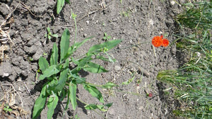 tassel flower seeds Emilia