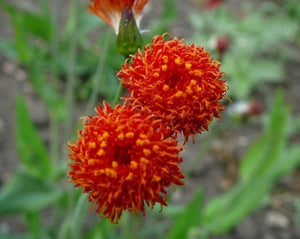 Emilia - Tassel Flower