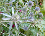 Load image into Gallery viewer, Eryngium - Flat Sea Holly
