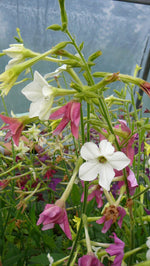 Load image into Gallery viewer, Nicotiana (Tobacco) - Flowering
