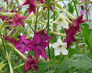 Nicotiana (Tobacco) - Flowering