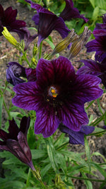 Load image into Gallery viewer, Salpiglossis – Chilean Black
