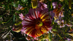 Load image into Gallery viewer, Salpiglossis – Paisley Flower Mix
