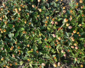 toothache plant seed Spilanthes – Toothache Plant – Prairie Garden Seeds