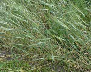 Wheat (Species) - T. Isphanicum