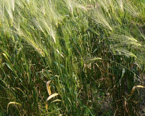 Wheat (Species) - T. Petropavlovskyi