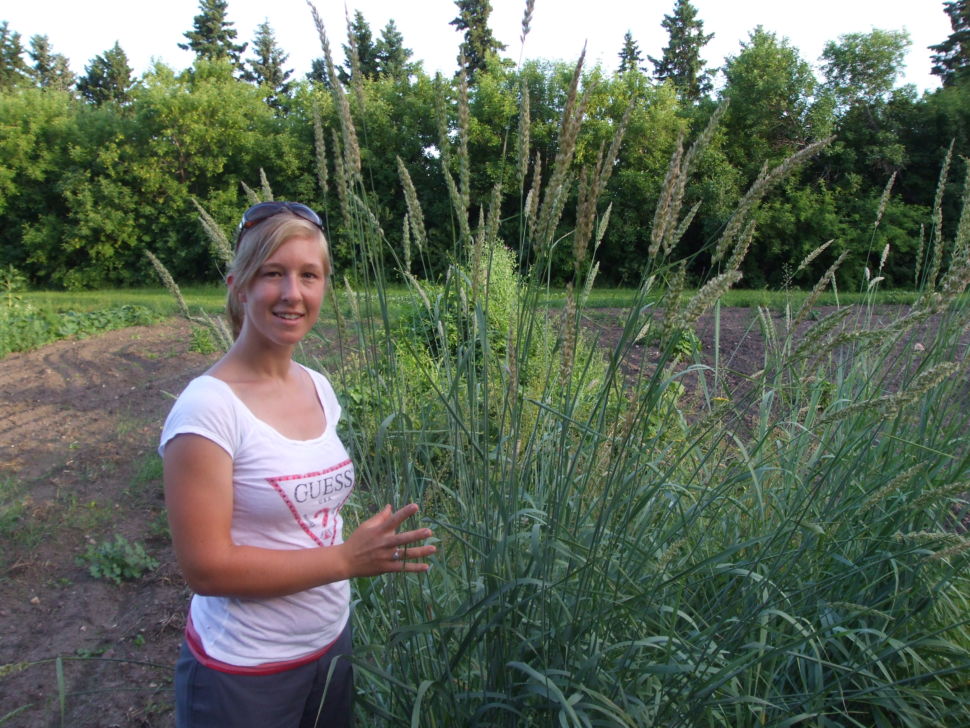Elymus - Giant Wild Rye – Prairie Garden Seeds