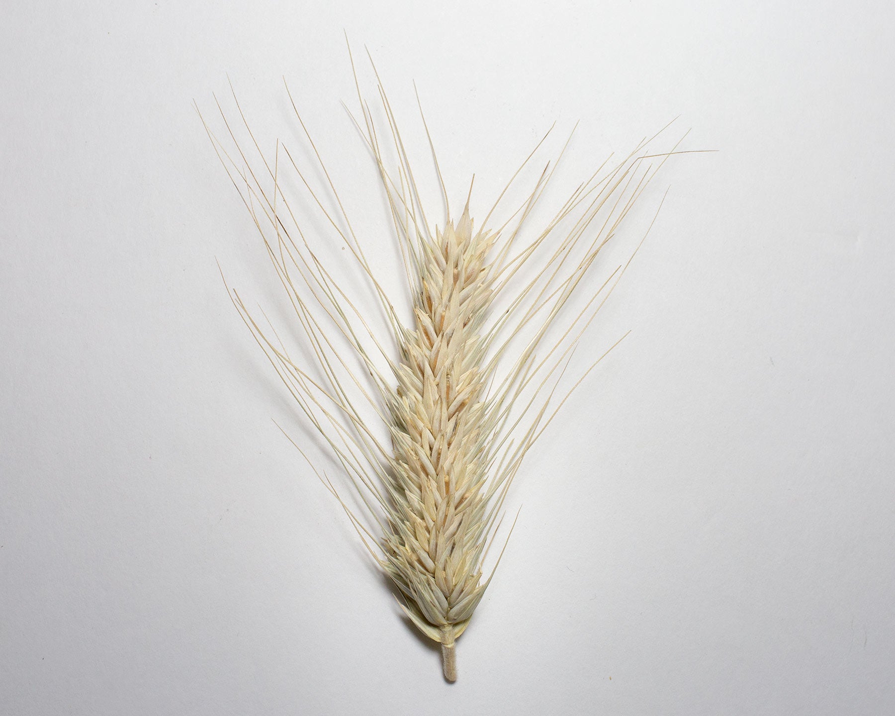 Wheat (Durum) - Banyoles Blue
