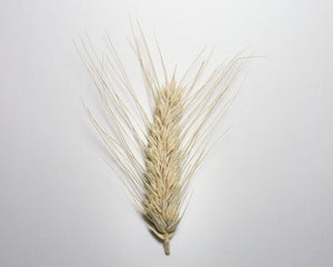 Wheat (Durum) - Banyoles Blue