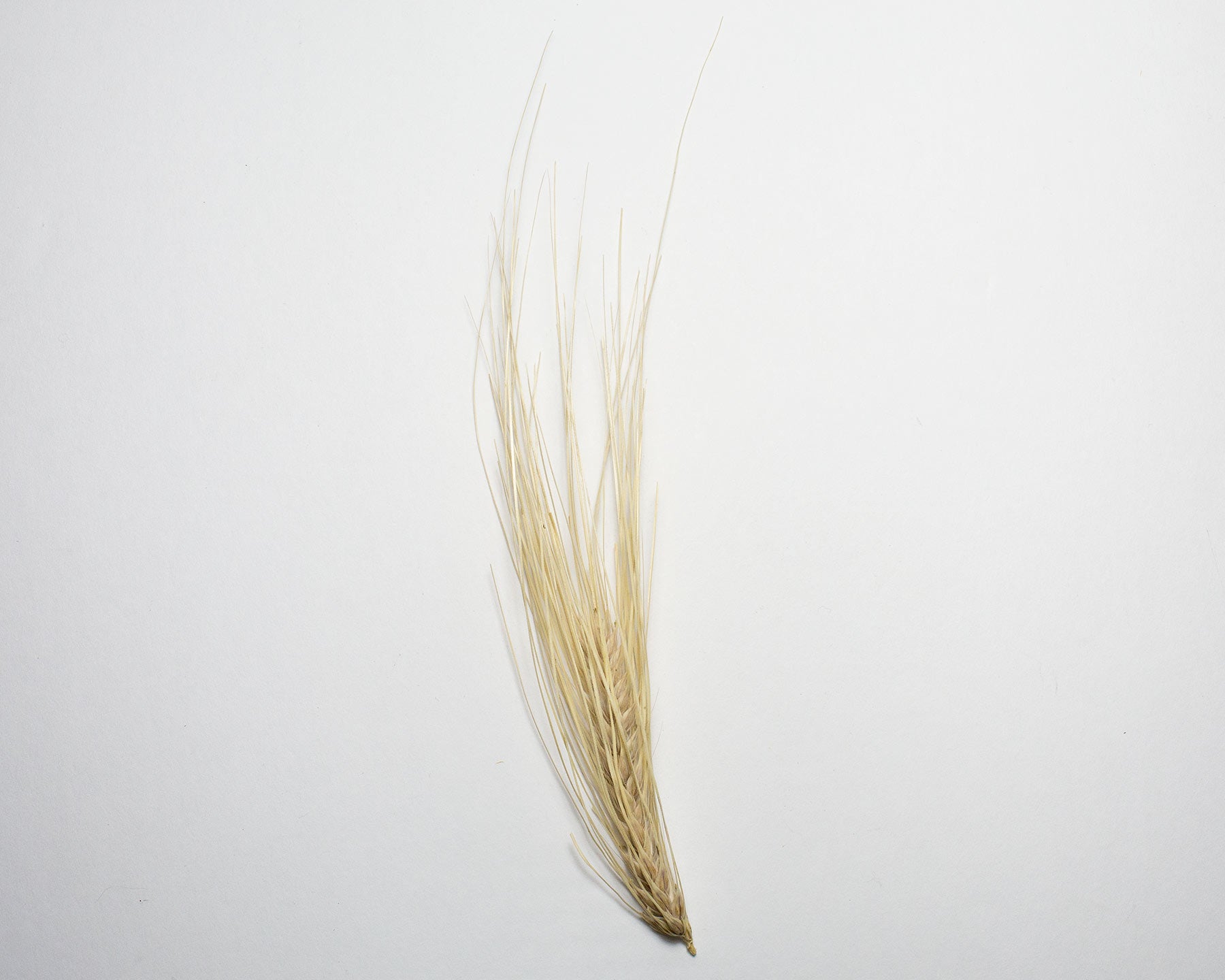 Barley (Hulled) - Bere