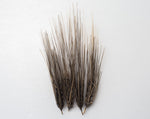 Load image into Gallery viewer, Barley (Hulled) - Black Alberta

