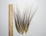 Load image into Gallery viewer, Wheat (Durum) - Black Tip
