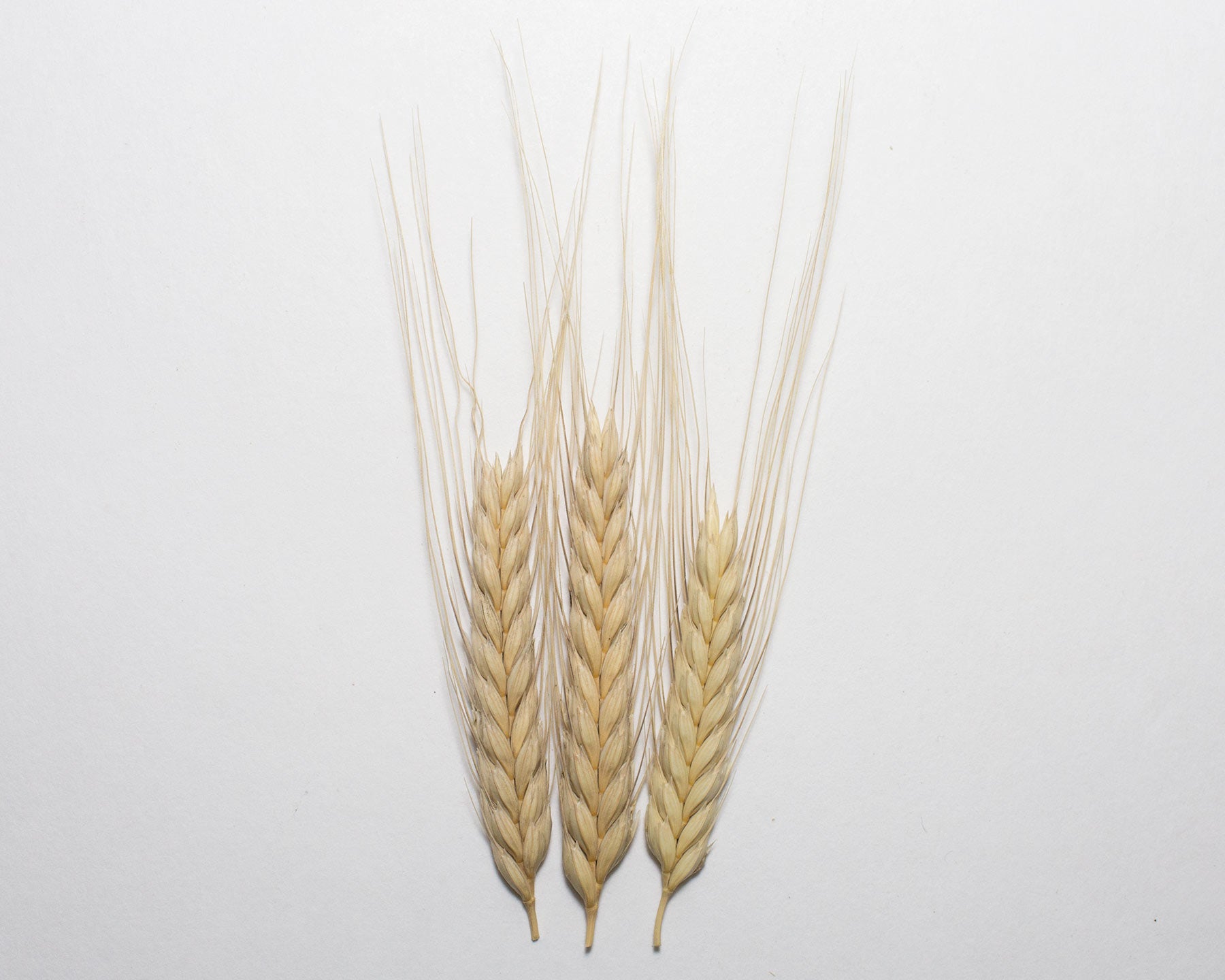 Wheat (Einkorn) - Blond