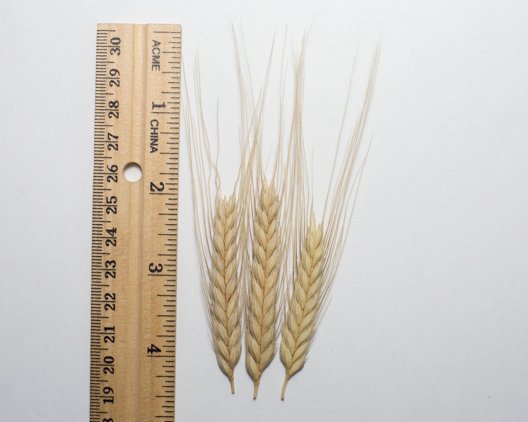 Wheat (Einkorn) - Blond