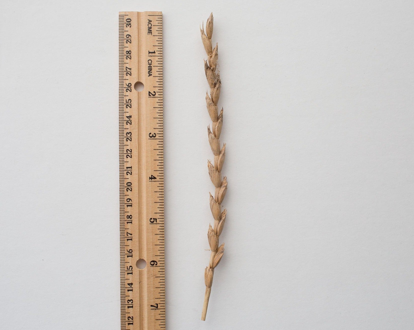 Wheat (Spelt) - Fall