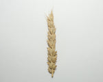 Load image into Gallery viewer, Wheat (Bread) - Pembina
