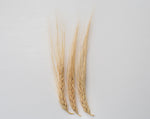 Load image into Gallery viewer, Barley (Hulled) - Peru Cebada
