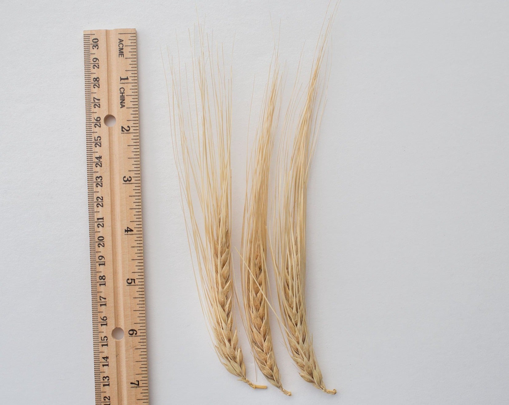 Barley (Hulled) - Peru Cebada