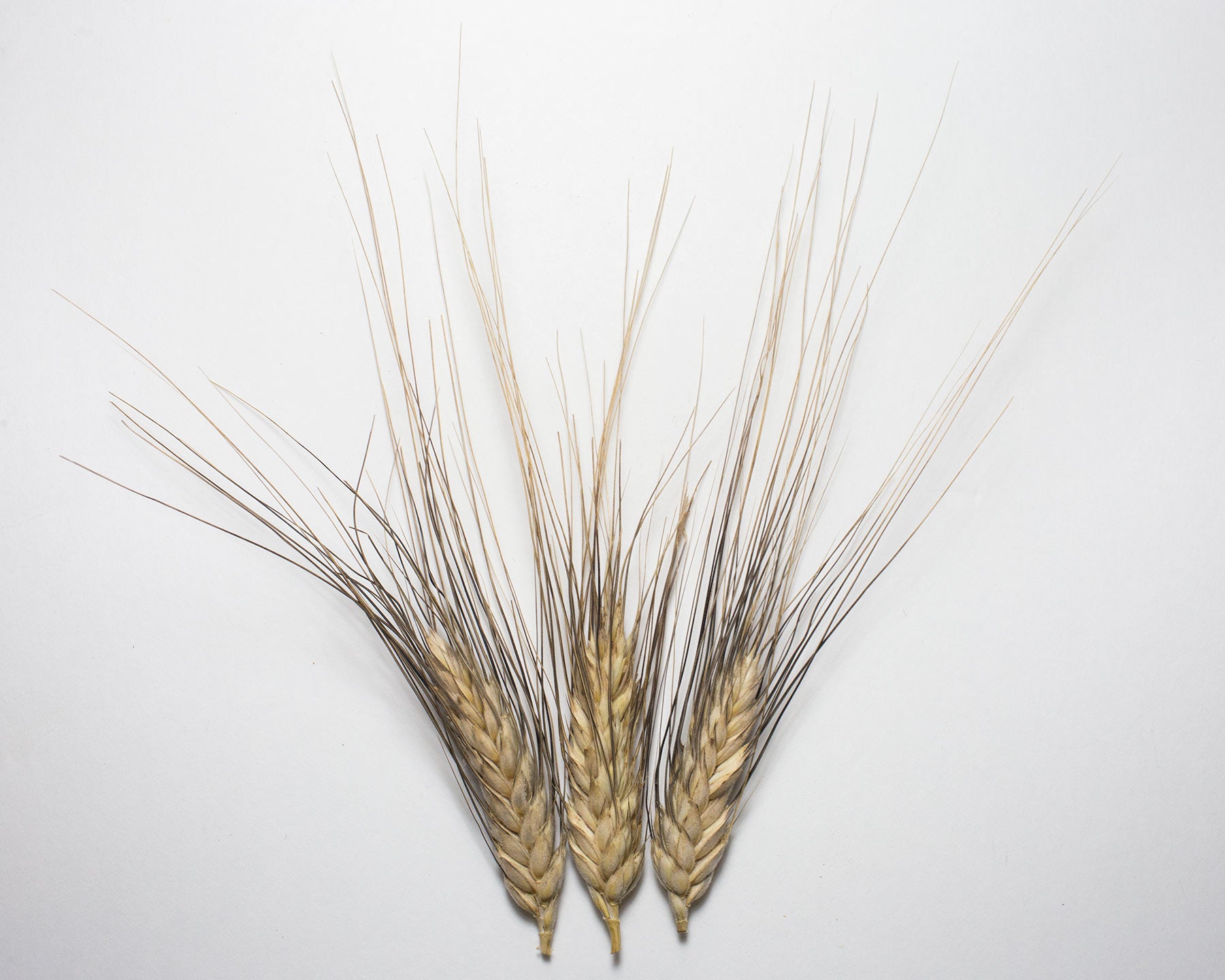 Wheat (Species) - Polish Khorassan