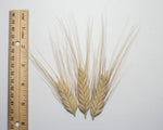 Load image into Gallery viewer, Wheat (Species) - T. Timopheevi
