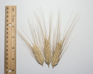 Wheat (Species) - T. Timopheevi