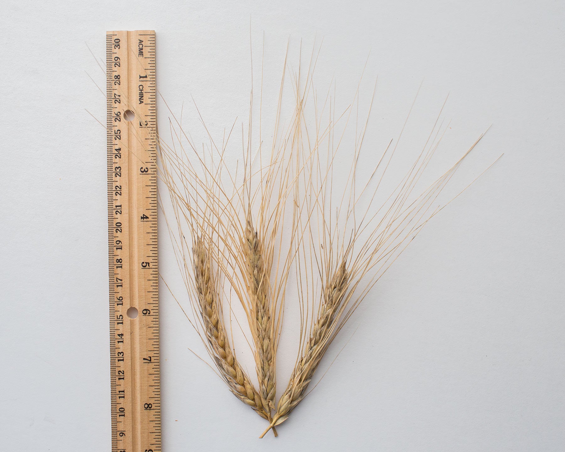 Wheat (Species) - Ethiopian