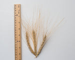 Load image into Gallery viewer, Wheat (Species) - Ethiopian
