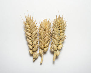Wheat (Species) - Barrel
