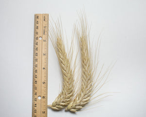 Wheat Cross (Triticale) - Alta