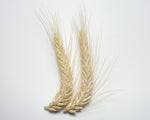 Load image into Gallery viewer, Wheat Cross (Triticale) - Alta
