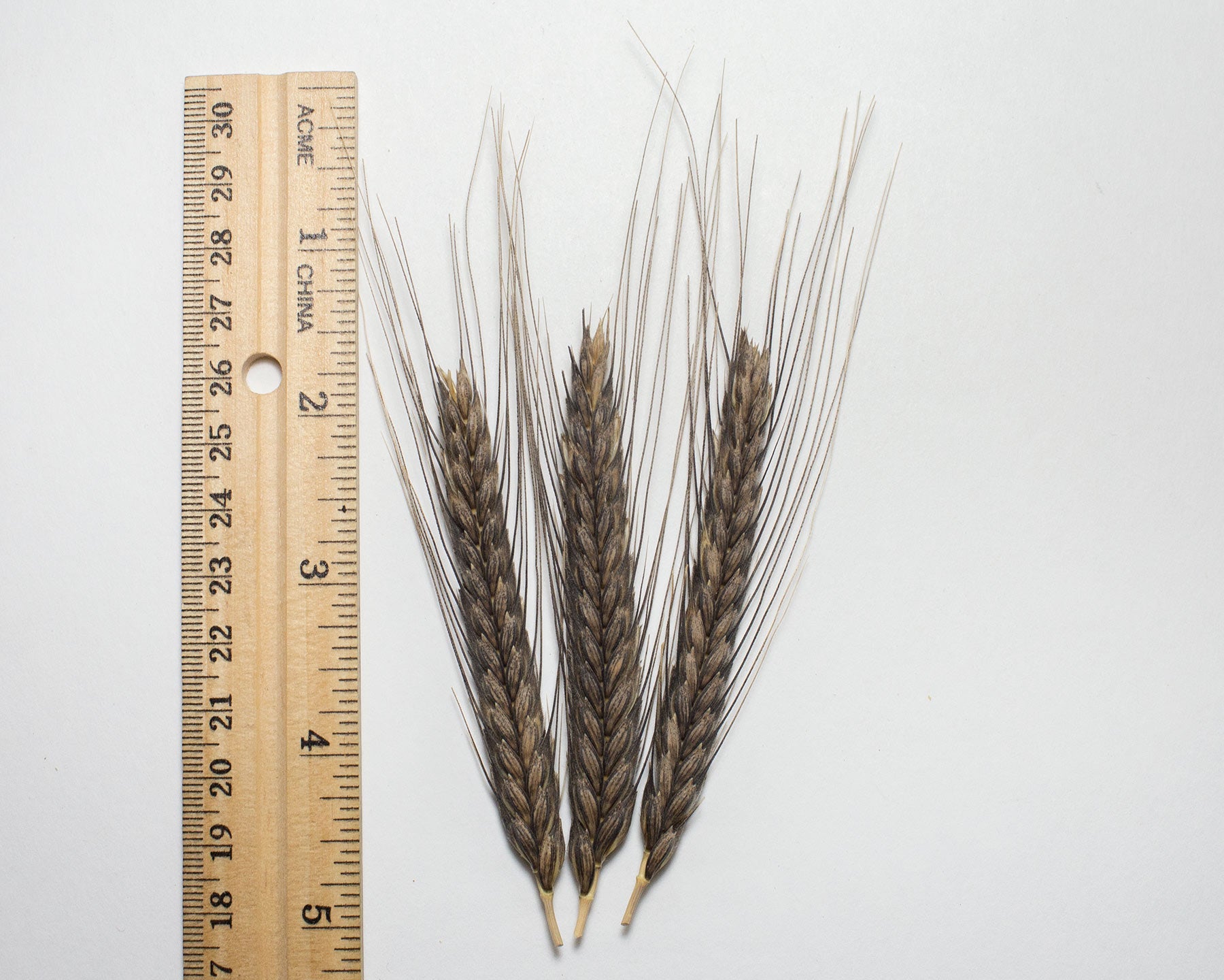 Wheat (Einkorn) - Charcoal