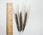 Load image into Gallery viewer, Wheat (Einkorn) - Charcoal
