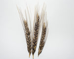 Load image into Gallery viewer, Wheat (Einkorn) - Egyptian
