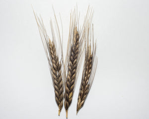 Wheat (Einkorn) - Egyptian