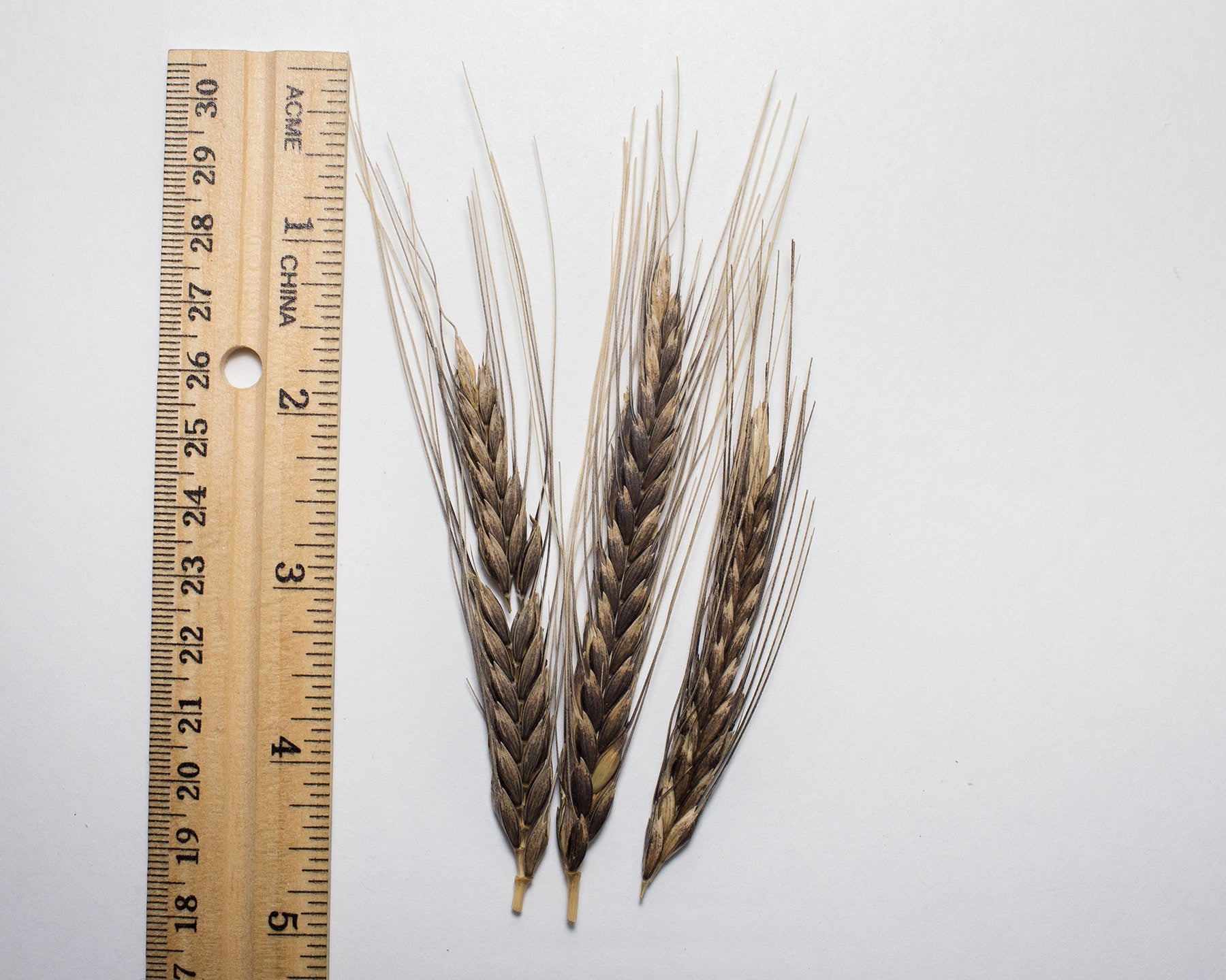 Wheat (Einkorn) - Egyptian