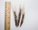 Load image into Gallery viewer, Wheat (Einkorn) - Egyptian
