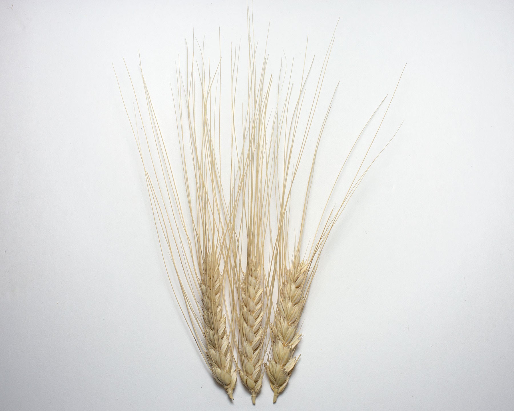Wheat (Durum) - Xeres