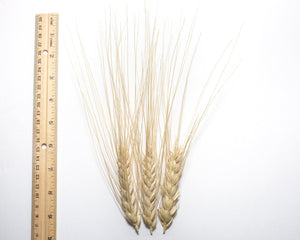 Wheat (Durum) - Xeres