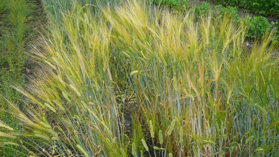 Barley (Hulled) - Hordeum Zeocrithon