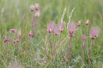 Load image into Gallery viewer, Geum - Three Flowered Avens
