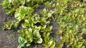 Lettuce (Romaine) - Forellenschluss