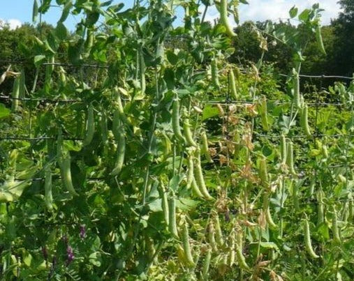 Shelling Pea (Tall) - Ne Plus Ultra