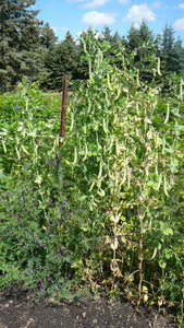 Shelling Pea (Tall) - Ne Plus Ultra